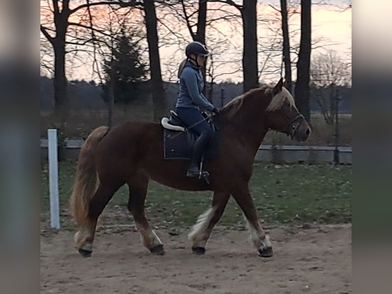 Sang de charrette polonais Jument 7 Ans 165 cm Alezan in FORST