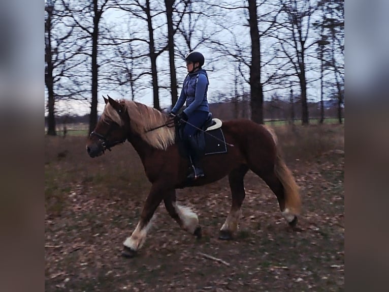 Sang de charrette polonais Jument 7 Ans 165 cm Alezan in FORST