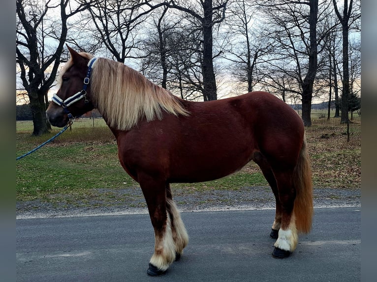 Sang de charrette polonais Jument 7 Ans 166 cm Alezan in Forst