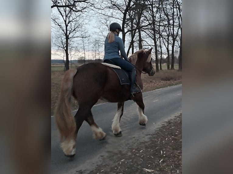 Sang de charrette polonais Jument 7 Ans 166 cm Alezan in Forst