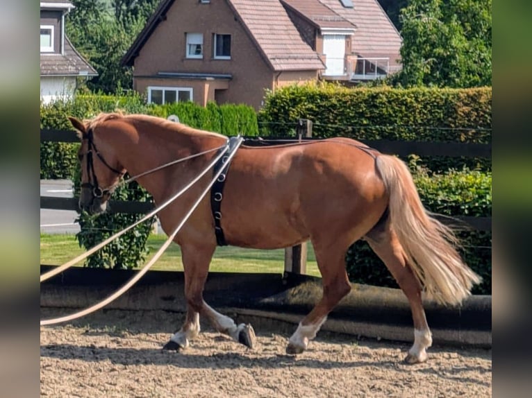 Sang de charrette polonais Jument 7 Ans 166 cm Alezan in Willebadessen