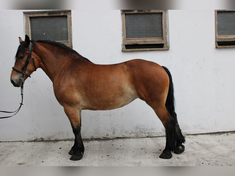 Sang de charrette polonais Jument 7 Ans 166 cm Bai in Görzke