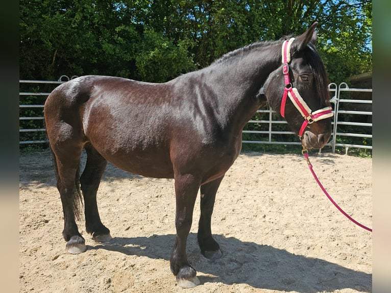 Sang de charrette polonais Jument 8 Ans 160 cm Bai brun in Bad Camberg