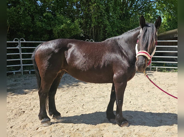 Sang de charrette polonais Jument 8 Ans 160 cm Bai brun in Bad Camberg