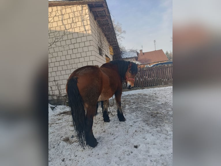 Sang de charrette polonais Jument 8 Ans 170 cm Bai in Dąbrówka