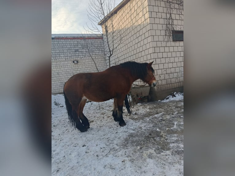 Sang de charrette polonais Jument 8 Ans 170 cm Bai in Dąbrówka