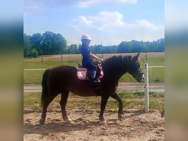 Sang de charrette polonais Croisé Jument 9 Ans 153 cm Alezan brûlé in Forst