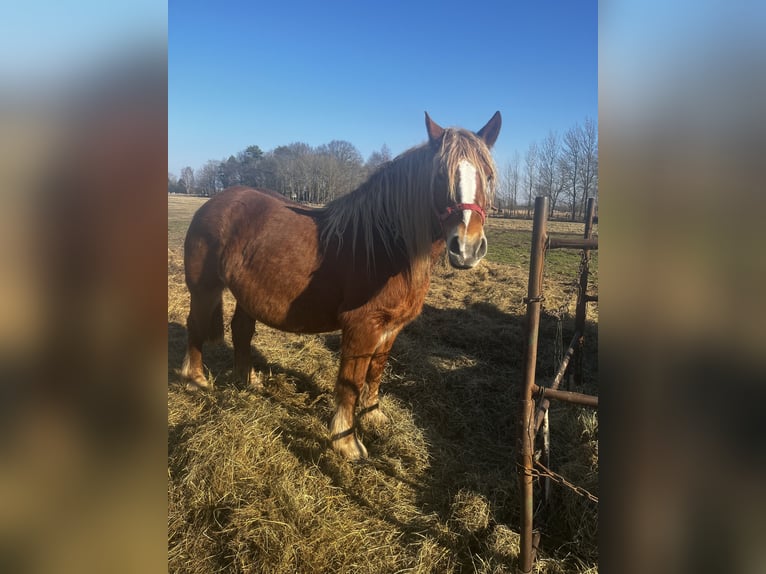 Sang de charrette polonais Jument 9 Ans 160 cm Bai clair in Ahlbeck