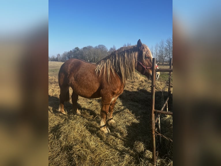 Sang de charrette polonais Jument 9 Ans 160 cm Bai clair in Ahlbeck