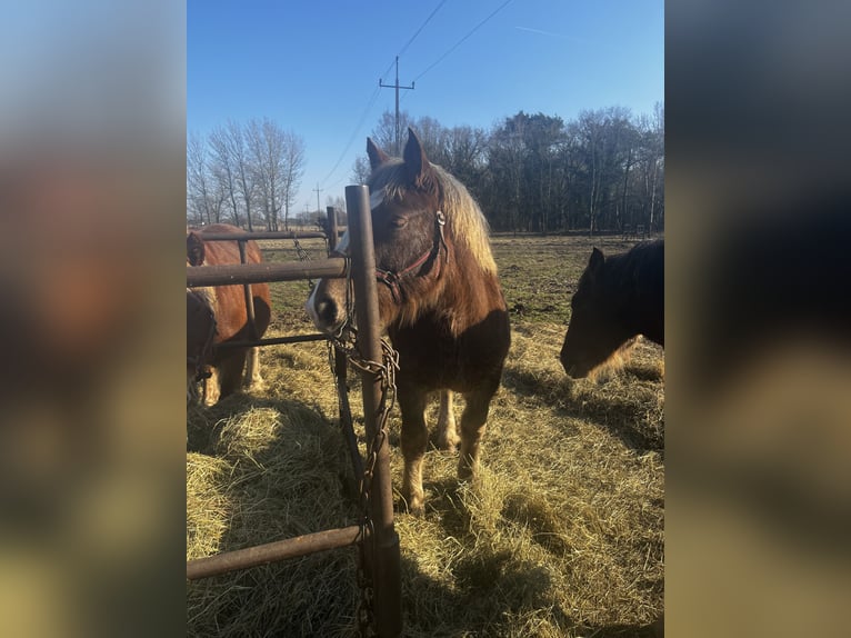 Sang de charrette polonais Jument 9 Ans 160 cm Bai clair in Ahlbeck