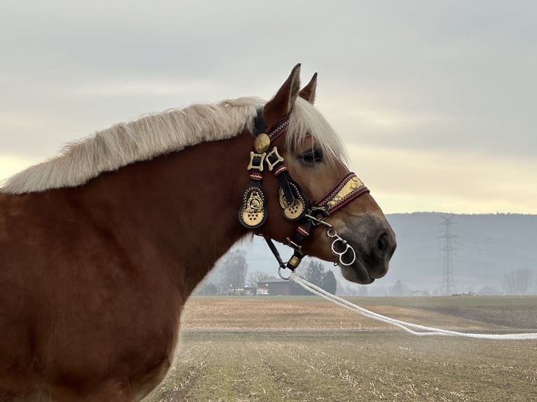 Sang de charrette polonais Jument 9 Ans 164 cm Alezan in Riedlingen