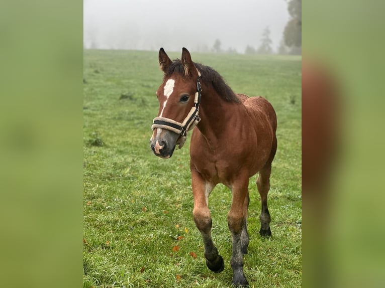 Sang froid allemand rhénan Étalon 1 Année Bai brun in Odenthal
