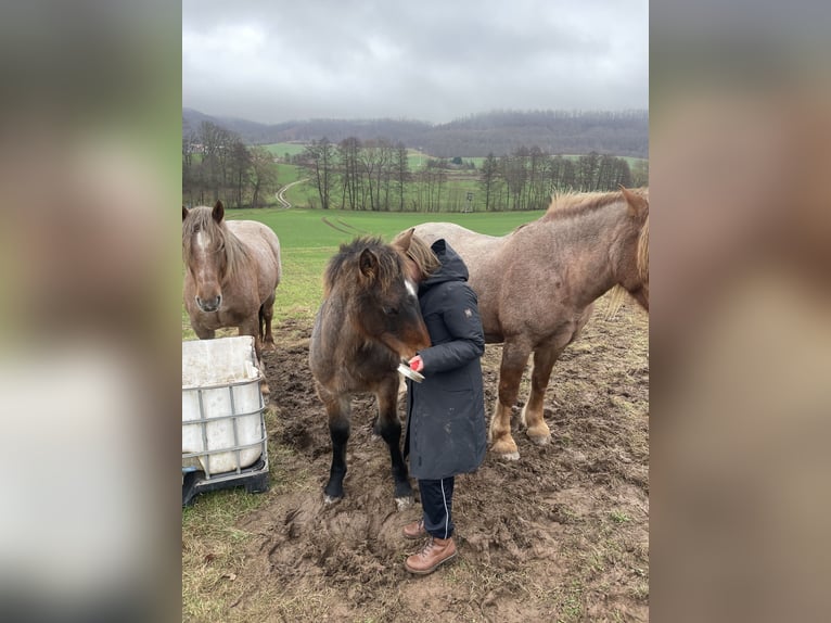 Sang froid allemand rhénan Étalon 1 Année in Ferna