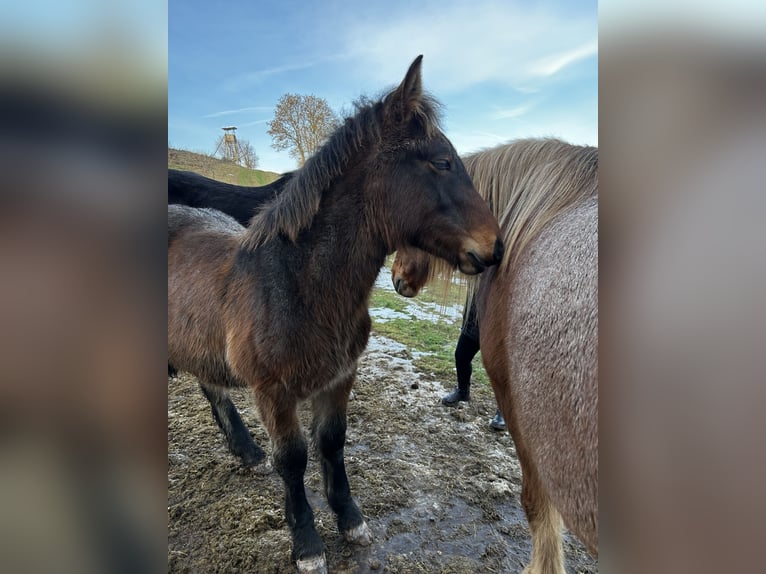 Sang froid allemand rhénan Étalon 1 Année  in Ferna