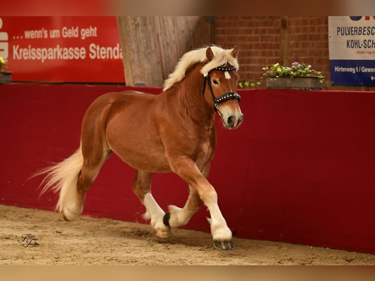 Sang froid allemand rhénan Étalon 2 Ans 161 cm Alezan in Billerbeck