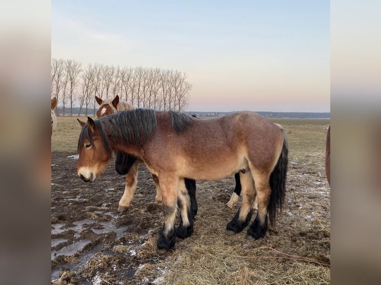 Sang froid allemand rhénan Étalon 3 Ans 165 cm Bai in Brück