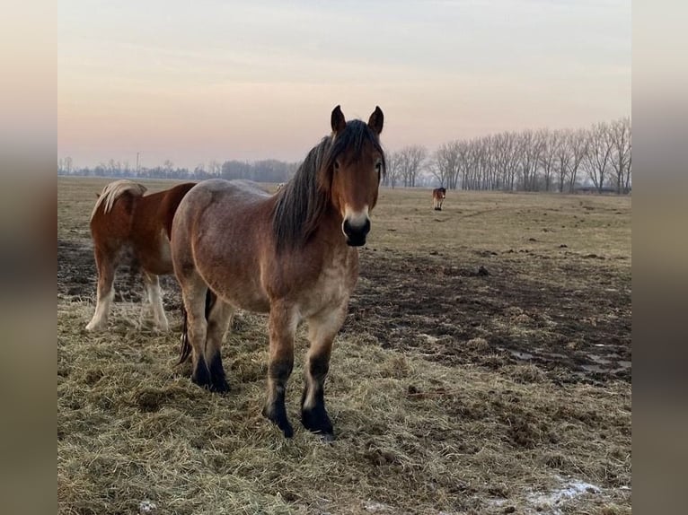Sang froid allemand rhénan Étalon 3 Ans 165 cm Bai in Brück
