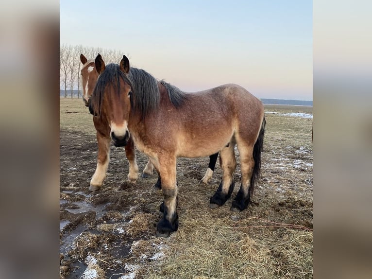 Sang froid allemand rhénan Étalon 3 Ans 165 cm Bai in Brück