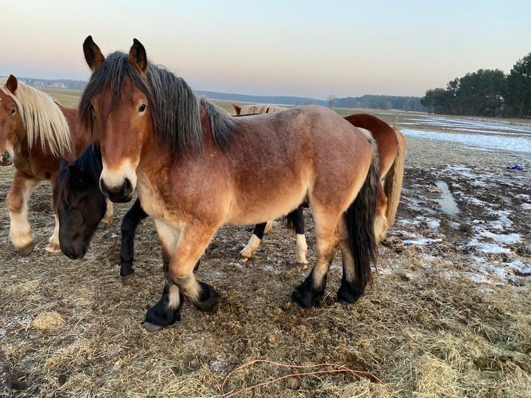 Sang froid allemand rhénan Étalon 3 Ans 165 cm Bai in Brück
