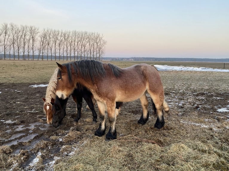 Sang froid allemand rhénan Étalon 3 Ans 165 cm Bai in Brück