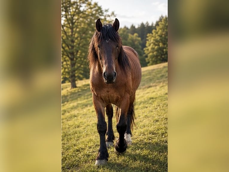 Sang froid allemand rhénan Étalon 3 Ans 165 cm Bai in Geismar