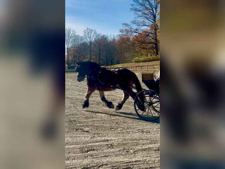 Sang froid allemand rhénan Étalon 3 Ans in Gardelegen