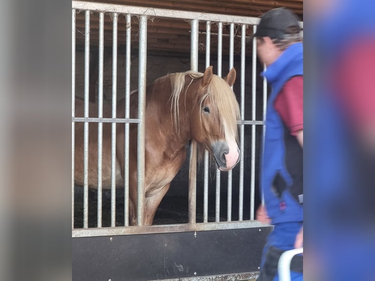 Sang froid allemand rhénan Étalon 4 Ans 165 cm Alezan in Zeeland