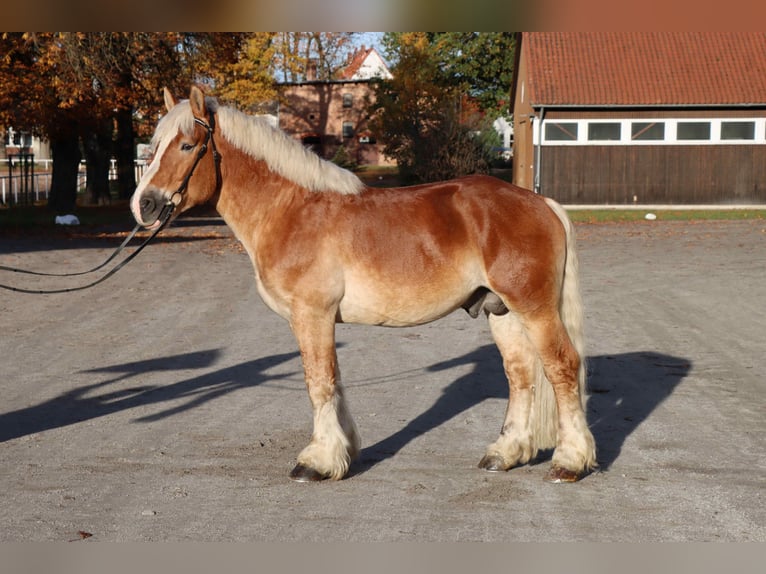 Sang froid allemand rhénan Étalon 6 Ans 165 cm Alezan in Celle