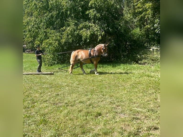 Sang froid allemand rhénan Étalon Poulain (04/2025) Bai in Eckartsberga