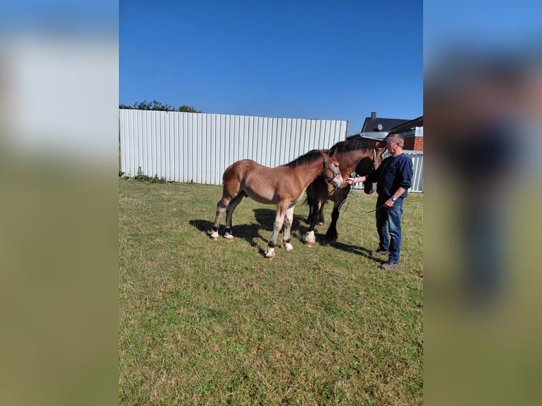 Sang froid allemand rhénan Étalon Poulain (07/2025) in Sendenhorst