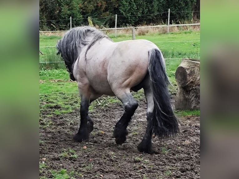 Sang froid allemand rhénan Croisé Hongre 10 Ans 152 cm  in Beverstedt