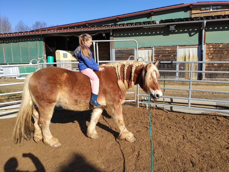 Sang froid allemand rhénan Hongre 13 Ans 164 cm Alezan in Trossingen