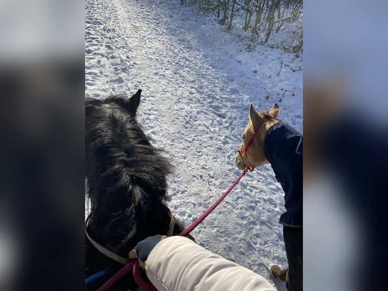 Sang froid allemand rhénan Hongre 14 Ans 175 cm Bai brun in BürenBüren
