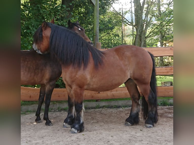 Sang froid allemand rhénan Hongre 16 Ans 160 cm Bai in H&#xFC;nstetten