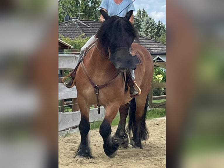 Sang froid allemand rhénan Hongre 16 Ans 160 cm Bai in H&#xFC;nstetten