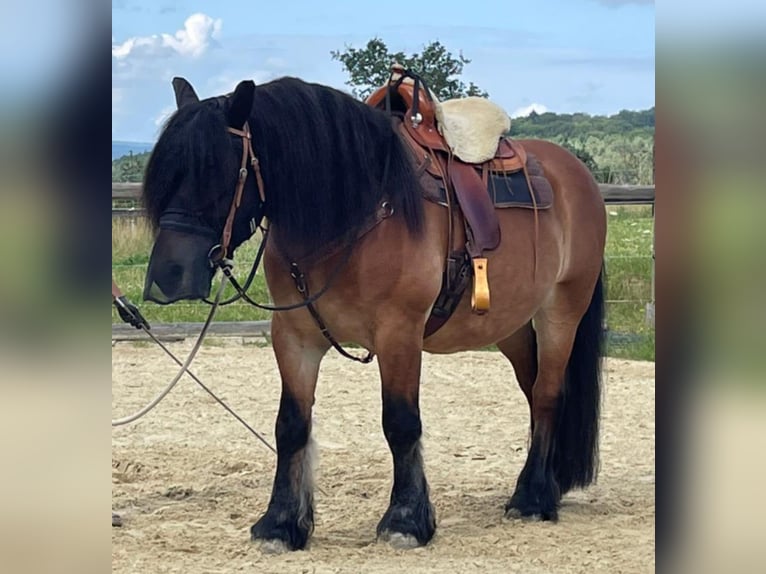 Sang froid allemand rhénan Hongre 16 Ans 160 cm Bai in H&#xFC;nstetten