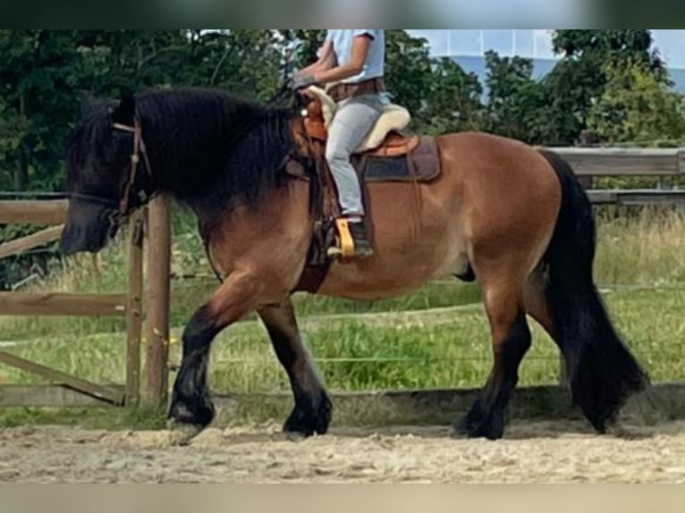 Sang froid allemand rhénan Hongre 16 Ans 160 cm Bai in H&#xFC;nstetten