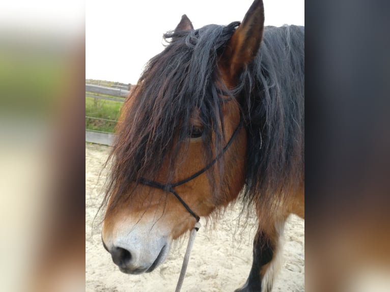 Sang froid allemand rhénan Hongre 16 Ans 160 cm Bai in H&#xFC;nstetten