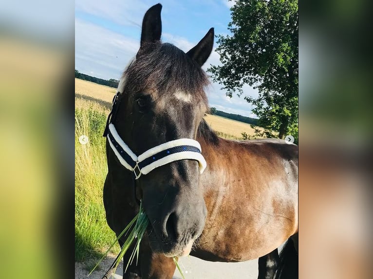 Sang froid allemand rhénan Hongre 16 Ans 163 cm Noir in Wustrow