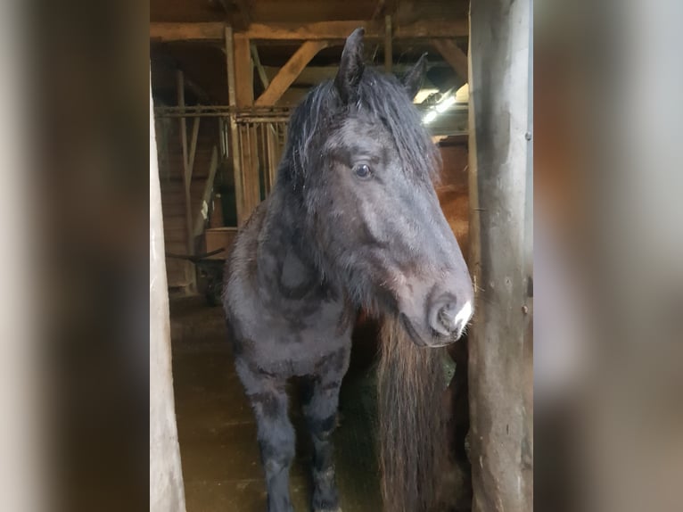 Sang froid allemand rhénan Hongre 2 Ans Bai brun foncé in Emsbüren