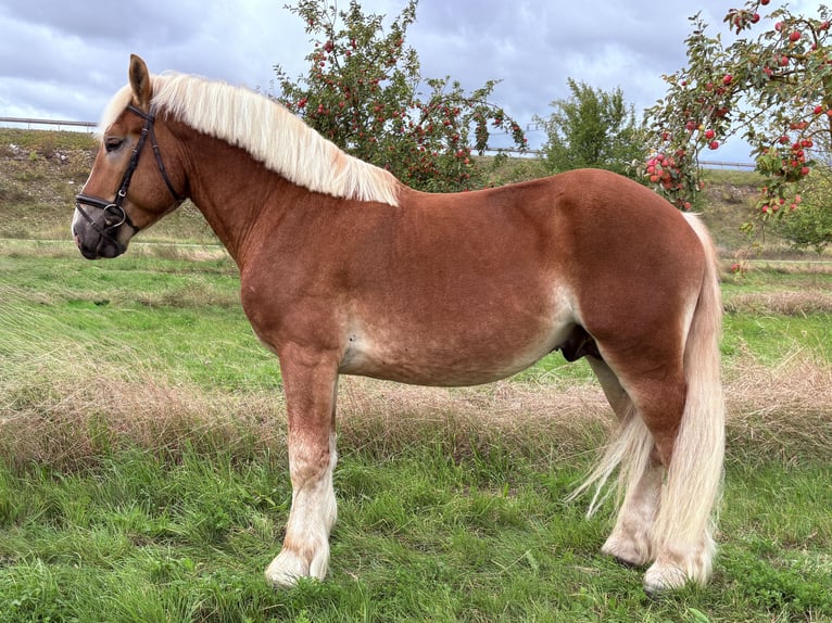 Sang froid allemand rhénan Hongre 3 Ans 163 cm Alezan in Gotha