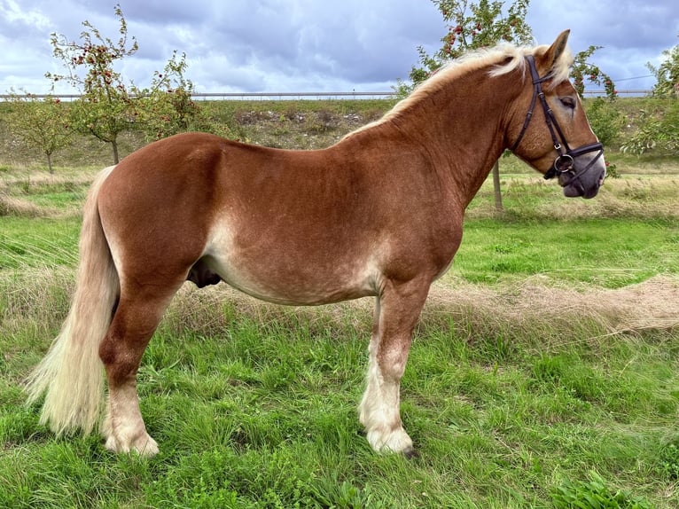 Sang froid allemand rhénan Hongre 4 Ans 163 cm Alezan in Gotha