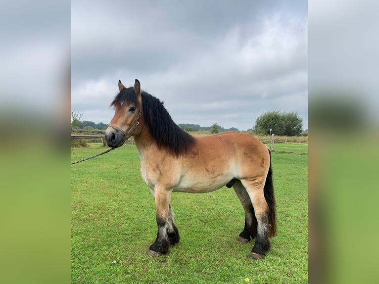 Sang froid allemand rhénan Hongre 4 Ans 163 cm Bai in M&#xFC;nsterM&#xFC;nster