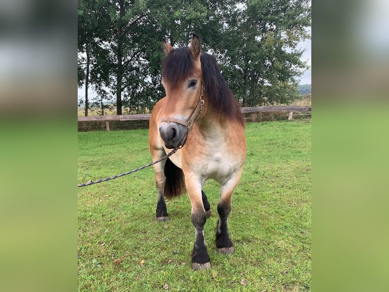 Sang froid allemand rhénan Hongre 4 Ans 163 cm Bai in M&#xFC;nsterM&#xFC;nster