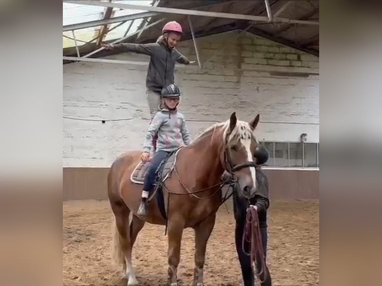 Sang froid allemand rhénan Hongre 5 Ans 169 cm Alezan brûlé in Braunschweig