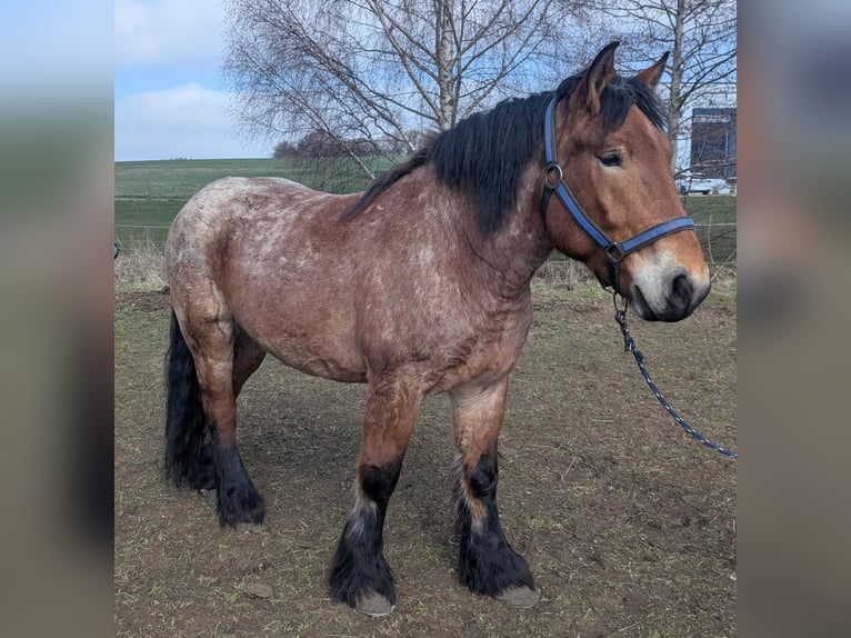 Sang froid allemand rhénan Hongre 5 Ans 170 cm Gris (bai-dun) in Deilingen