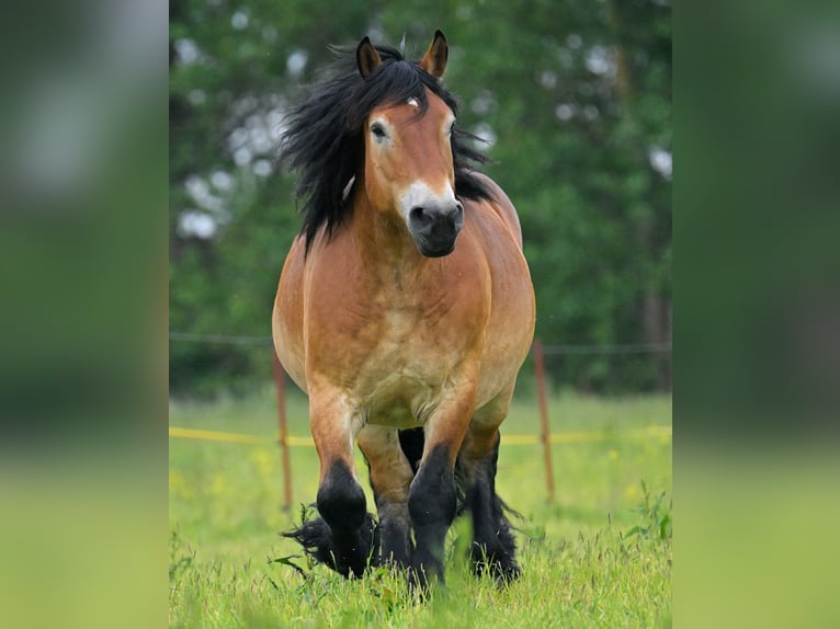Sang froid allemand rhénan Hongre 7 Ans 167 cm Bai in Ribbeckshorst