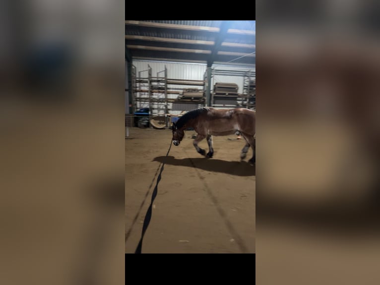 Sang froid allemand rhénan Hongre 7 Ans 168 cm  in Langenhagen