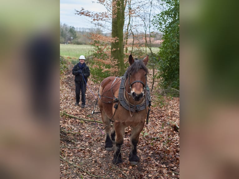 Sang froid allemand rhénan Hongre 8 Ans 162 cm Bai in Jesteburg