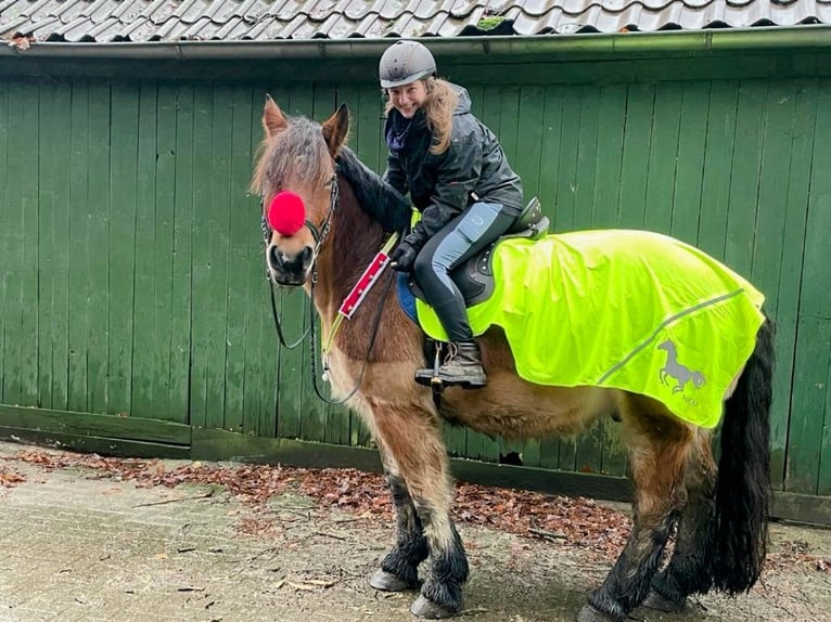 Sang froid allemand rhénan Hongre 8 Ans 162 cm Bai in Jesteburg